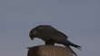 falke