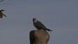 falke