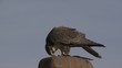 falke