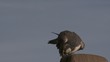 falke