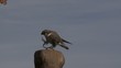 falke