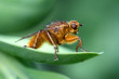 Fly