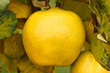quince quince