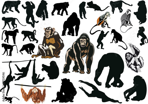 Vektor: large set of different monkeys large set of different monkeys