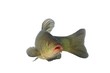 tench