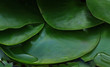 la flore aquatique
