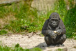 cute baby gorilla