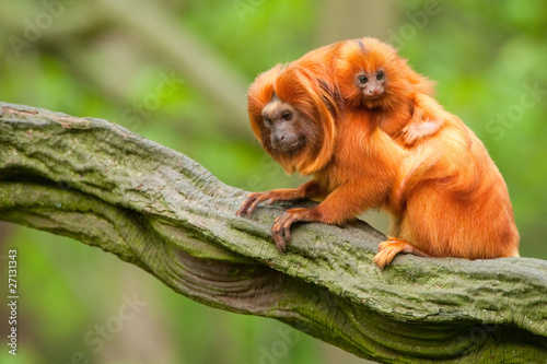 Photo: cute golden lion tamarin with baby cute golden lion tamarin with baby