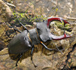 stag beetle