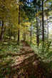 Waldweg im Herbst