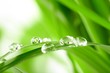 water drops on the green grass