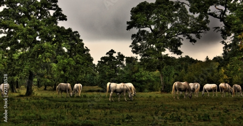 Photo: Lipizzaners Lipizzaners