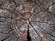 Texture saw cut logs.