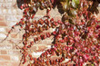 autumn leaves background