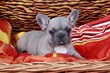 French Bulldog Welpe im Korb