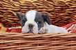 French Bulldog Welpe im Korb