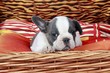 French Bulldog Welpe im Korb
