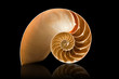 Nautilus shell on black background Nautilus shell on black background