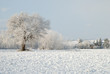 Quercia innevata