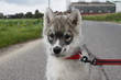 huskywelpe
