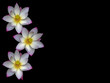 Water Lillies over black
