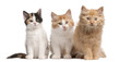European Shorthair kittens, 10 weeks old, sitting European Shorthair kittens, 10 weeks old, sitting