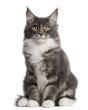 Maine Coon Kitten, 5 months old, sitting Maine Coon Kitten, 5 months old, sitting