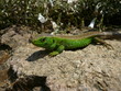 Portrait de Lézard