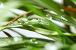 green background drops with grass