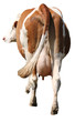Back of a cow Back of a cow