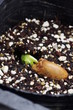そら豆の発芽