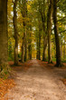 Photo: dirt road in a forest dirt road in a forest