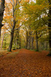 Photo: forrest path way covered in leaves forrest path way covered in leaves