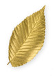 Gold Elm Leaf