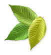 Green Metallic Elm Leaves