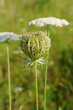 Queen Anne's Lace (Daucus carota) closed umbel Queen Anne's Lace (Daucus carota) closed umbel