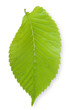Isolated Elm Leaf Isolated Elm Leaf