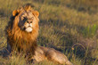 Photo: Lion male Lion male