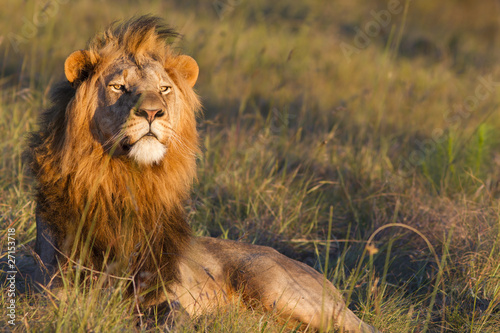 Photo: Lion male Lion male