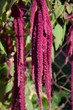Flowering Red Hanging Amaranthus Plant Flowering Red Hanging Amaranthus Plant