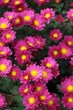 Chrysantheme