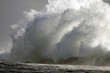 Perfect storm, the wave