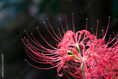 Foto: higanbana (Lycoris radiata) higanbana (Lycoris radiata)