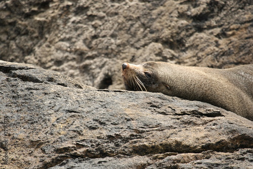 Photo: Seal Lying on a Rock in Doubtful Sound, New Zealand Seal Lying on a Rock in Doubtful Sound, New Zealand