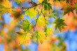 Autumn landscape.10 Autumn landscape.10