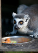 Lemur kata (Lemur catta)