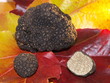 Truffe de Bourgogne