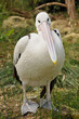 Australian pelican is posing for the camera