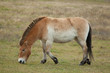 Konik Pony