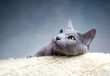 Portrait eine Russisch Blau Rassekatze